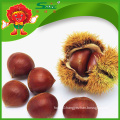 natural planting IQF frozen chestnut wholesale chestnut sell directly from farmer